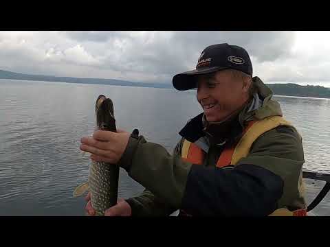 Видео: Удачная рыбалка на щуку  и окуня в заливе Дербина на лодке Азимут (Azimut). часть 2