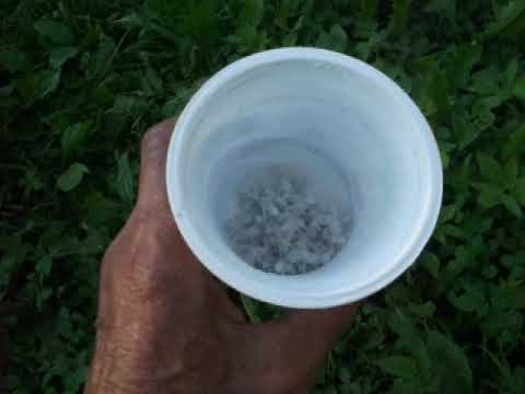 Видео: Матки пели  Какой улей отроился?