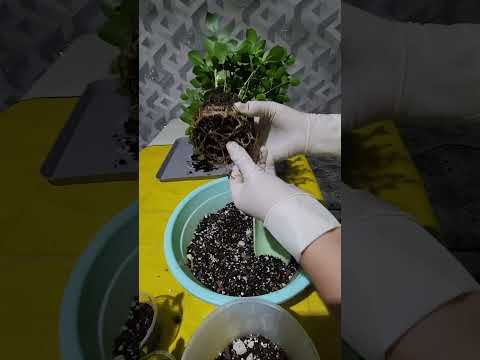 Видео: N⁰-419. МУРАЙЯ ГУЛИНИ ПАРВАРИШИ ВА КУПАЙТИРИЛИШИ, ДАВОЛИ ХУСУСТЯТЛАРИ🥰🥰🥰