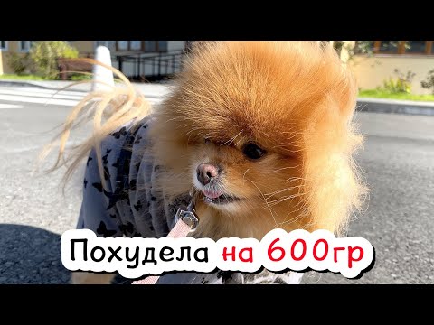 Видео: Шпицы на диете - минус 600гр. Наломали много дров. Обзоров больше не будет?