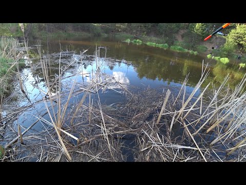 Видео: 3 ЧАСА КАЙФА! ЛЕЩИ ГНУЛИ УДОЧКУ И ВЫПРЫГИВАЛИ ИЗ ВОДЫ! Рыбалка на поплавок на речке