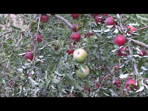 Видео: 12 навъи себ дар як дарахт