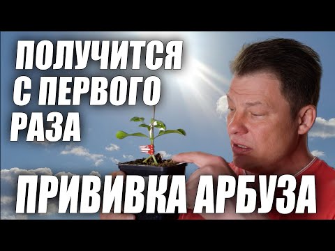 Видео: Прививка арбуза в приклад, в расщеп и язычком крупно подробно, а так же после прививочный уход