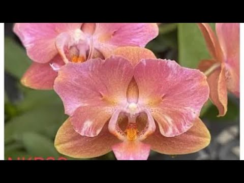 Видео: Полив и содержание , Азиаты в 1,7 наглядно и подробно 