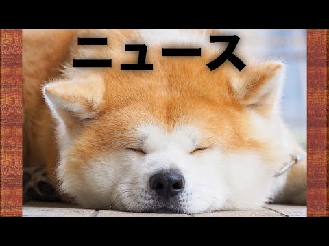 Видео: Новости. JLPT N4-N5. Акита ину.