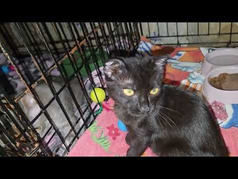 Видео: Сама и Моли наши малыши