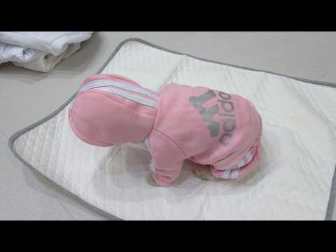 Видео: Помогите, пожалуйста! Я знаю, что человек может! Мой щенок просит людей о помощи