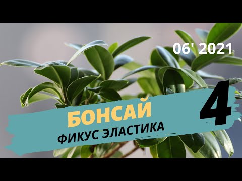 Видео: Фикус Эластика будущий бонсай. Дефолиация. Шаг 4 | Июнь 2021