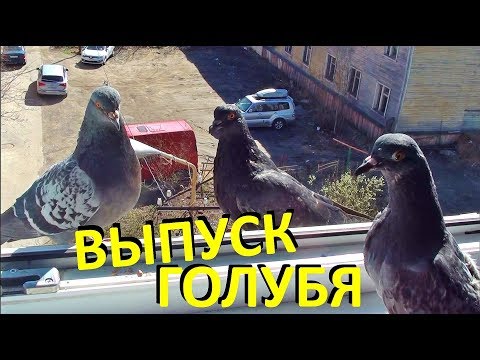 Видео: Выпуск голубя