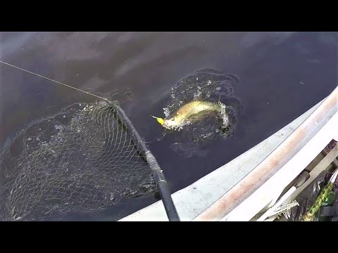 Видео: ТРИ КАНАЛА НА ПЕЧОРЕ #5 \ ПОПАЛИ НА РАЗДАЧУ ОКУНЯ \ ЭТО КТО К НАМ ПРИШЁЛ \ УЖИН С АБОРИГЕНОМ