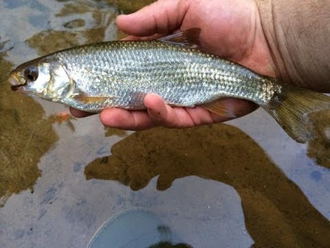 Видео: ЭТО МЕСТО ВЫРУЧАЕТ ВСЕГДА! НАЛОВИЛИ РЫБЫ В БЕСКЛЕВЬЕ! КРУПНЫЙ ЕЛЕЦ НА ПОПЛАВОЧНУЮ УДОЧКУ!