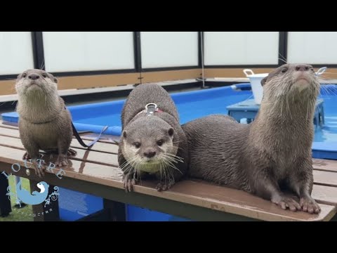 Видео: Малыш выдра храбро сражается с Котаро и Ханой за еду!