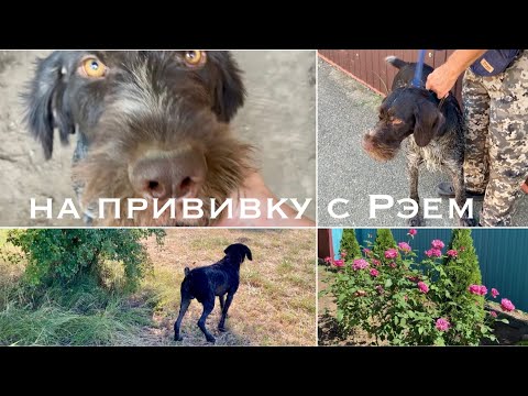 Видео: Сельская жизнь/Дратхаар Рэй/Уже два года/Скоро на охоту/