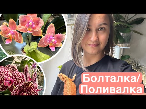 Видео: Смотрим, кто из орхидей цветет, кто нуждается в поливе 