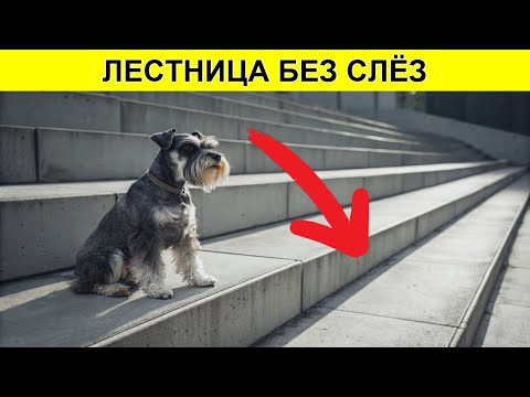 Видео: 🐕 ПОЧЕМУ собаки так БОЯТСЯ лестниц ШОК метод, который ВСЕГДА работает!