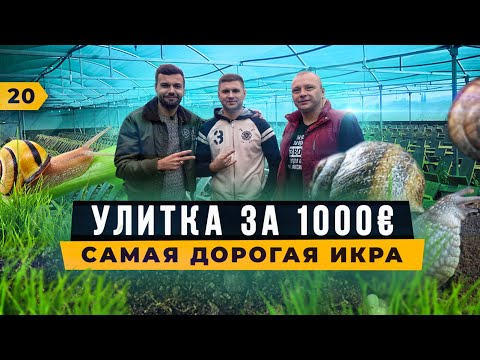 Видео: Бизнес на улитках SumySnail