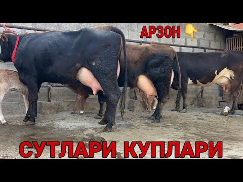 Видео: СУТЛАРИ КУП ШВЕД ОЛА КИЗИЛ СИГИРЛАР СОТИЛАДИ SOTILADIGON SIGIRLAR NARXLARI SOTILADI 8 ноября 2025 г