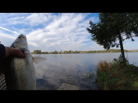 Видео: Фидер на стоячем водоеме. Тетеринское водохранилище. Раздача "леща"