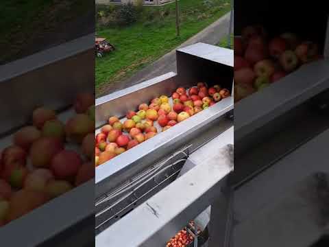 Видео: Завод по переработке яблок. Линия 10 тн в час, подача сырья.