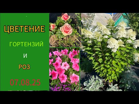 Видео: Цветение гортензий,роз ,петуний и др.цветов 07.08.25