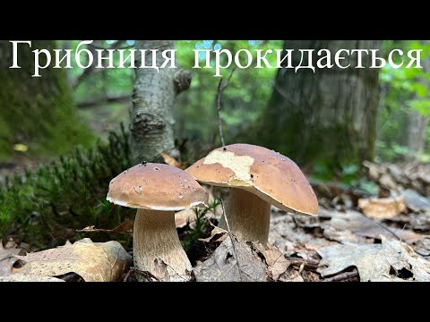 Видео: Грибниця прокидається після дощу