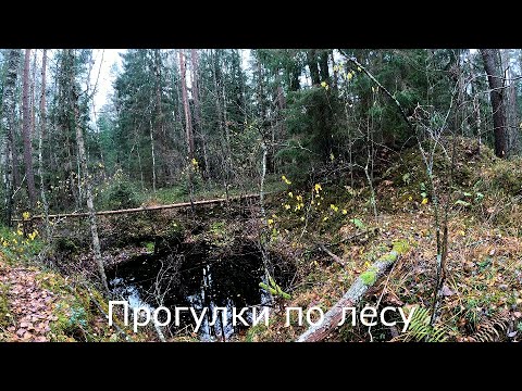Видео: Прогулки по лесу | Навестил место утонувшей фотоловушки.