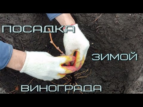 Видео: Посадка саженца винограда зимой.WhatsApp +79885453295.тел.89085079306