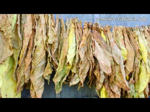 Видео: Сушка табачного листа, краткий видео обзор от 22 Августа 2020г