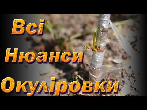 Видео: Окуліровка, детальний розбір методу літнього щеплення. Окулірування плодових дерев