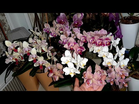 Видео: Как стимулировать орхидею естественным образом на рост корней,листьев и цветоносов круглый год.