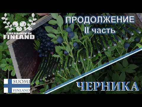 Видео: Как собирать чернику в Финляндии - подробно II (Продолжение)