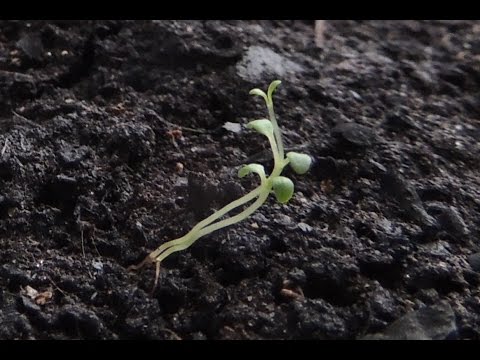 Видео: Всходы Иван-чая 🌿🌺 из семян - на подоконнике! Часть 1. (Russian tea).