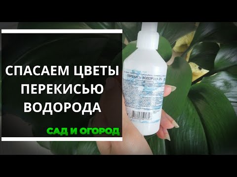 Видео: Перекись водорода — спасение для комнатных растений