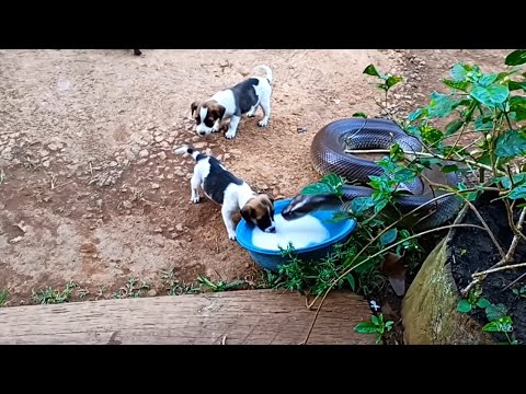 Видео: Деревенские щенки пьют молоко с гигантской змеёй!