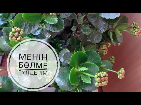 Видео: Менің бөлме гүлдері. Гүлдерге обзор. 13.02.2023 ж жағдайлары. Өсу процесін бақылау