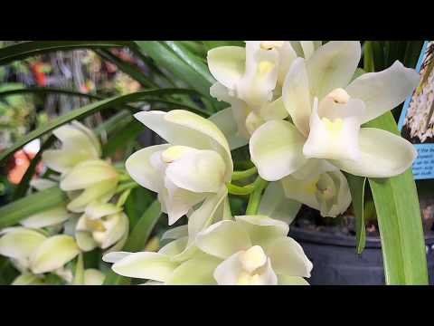 Видео: Мои Цимбидиумы мини и не только🌟🥰