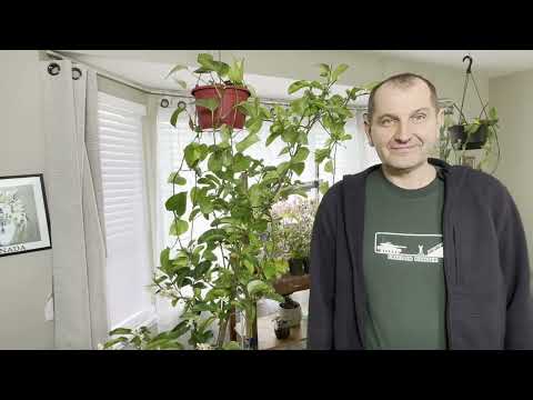 Видео: Цвітіння лимона. Препарати для обробки цитрусів. Lemon blossom.