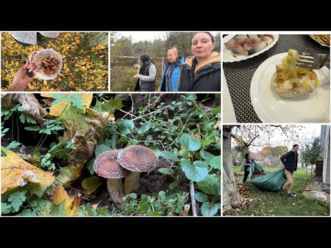 Видео: Грибний сезон/Пішли в ліс по гриби/Смачна печена картопля в аерогрилі/ 