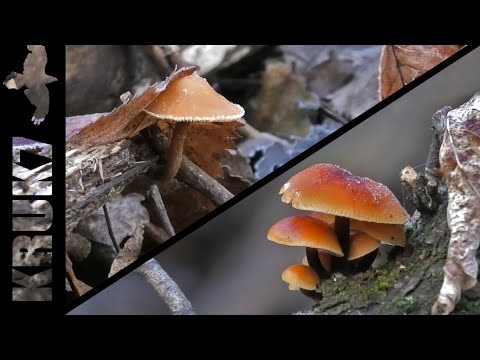 Видео: Собрать Грибов Зимой и не УМЕРЕТЬ!!! Как ОТЛИЧИТЬ Фламмулину Зимний Опёнок от Галерины Окаймлённой