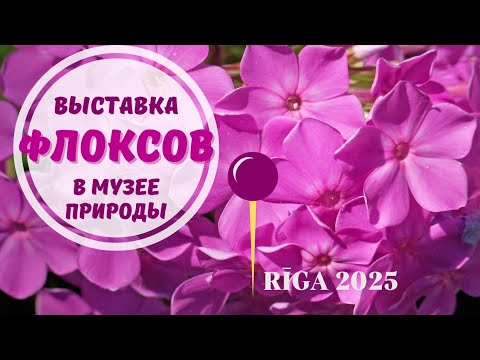 Видео: Выставка флоксов 2025, Рига Flokši 2025, Rīga