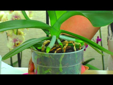 Видео: №4. Ответы на вопросы ИЗ ЖИЗНИ ОРХИДЕЙ 💐 "Вопрос в КОПИЛКУ Знаний" от ПОДПИСЧИКОВ 😊.  20.06.2021г.