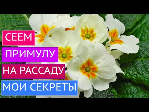 Видео: СЕЕМ ПРИМУЛУ В ЯНВАРЕ! ТОНКОСТИ И СЕКРЕТЫ О КОТОРЫХ ВЫ НЕ ЗНАЛИ!