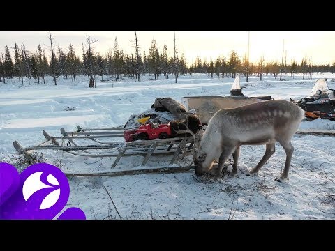 Видео: В Надымском районе оленеводы начали выпас оленей в условиях изгороди. Время Ямала.
