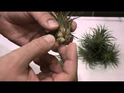 Видео: Тилландсия. Уход и размножение.