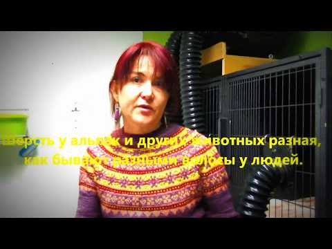 Видео: Ленины советы и секреты. Часть 1. Стирка стриженой шерсти.