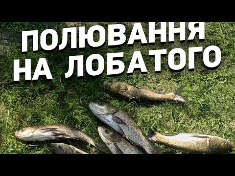 Видео: Оце Так,відкрив для себе новий вид Риболовлі, і зразу попав в десятку. Лобаті  залітали 1 за 2-м