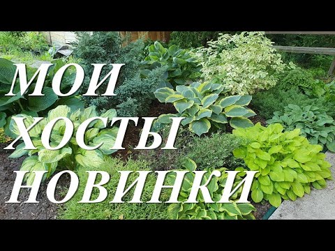 Видео: Мои хосты новинки 2020 года. Распаковываю посылку.