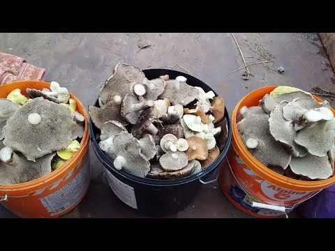 Видео: И СНОВА В ЛЕС ЗА ГРИБАМИ В НОЯБРЕ ! НАБРАЛИ 4 ВЕДРА ГРИБОВ ! БЕЛАРУСЬ 2025 !