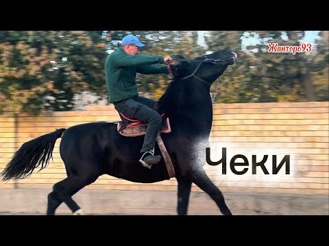 Видео: Чекир +996-771-34-34-82. 14 ноября 2025 г.