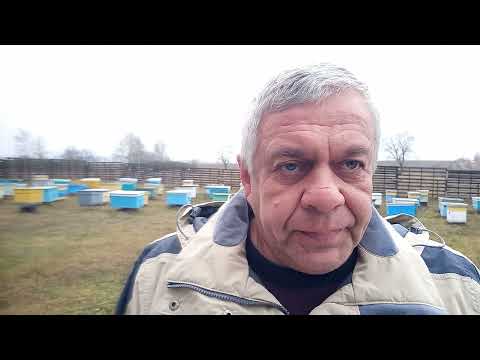 Видео: На чём зимуют наши пчёлы. Мёд, сахарный сироп, инвертированный сахарный сироп.